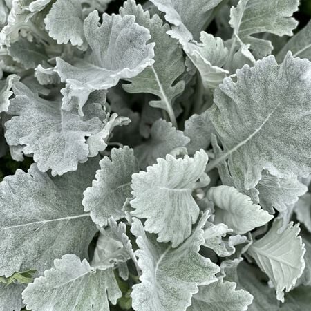New Look, Dusty Miller Seed - Packet image number null